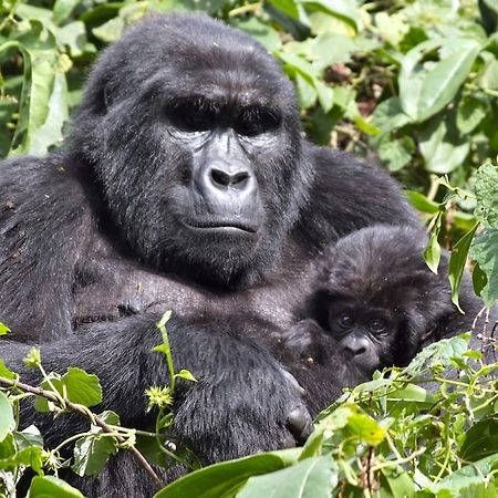 Silverback Lodge Buhoma Zewnętrze zdjęcie